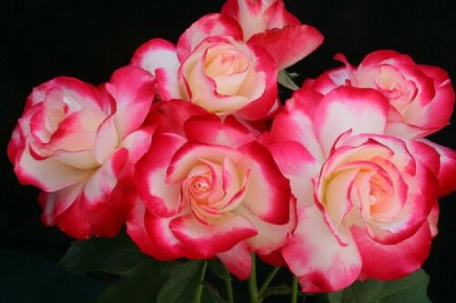 CHERRY PARFAIT Grandiflora Rose Bush Starter PlantShips Etsy