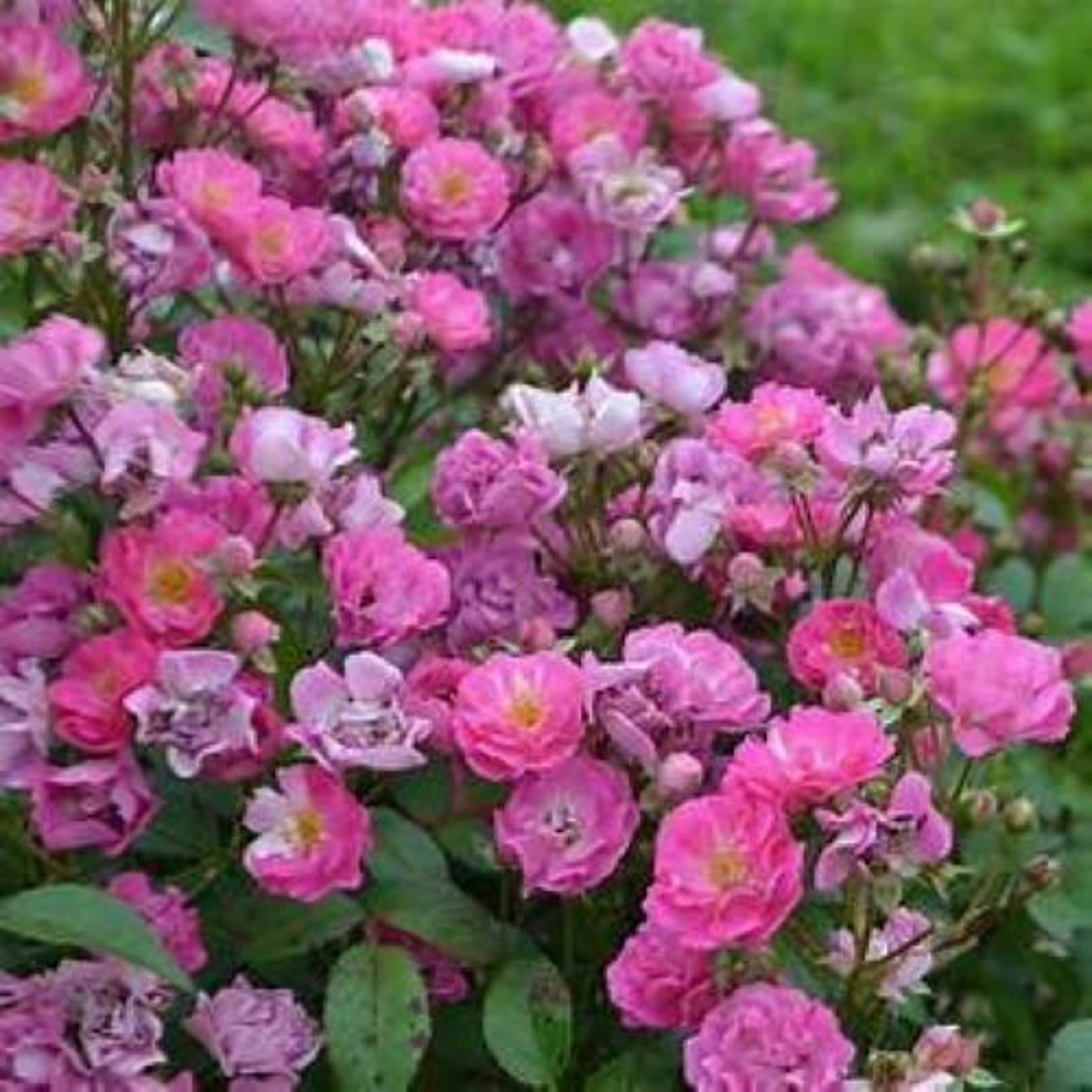 PRETTY POLLY LAVENDER Grandiflora Rose Bush Starter | Etsy