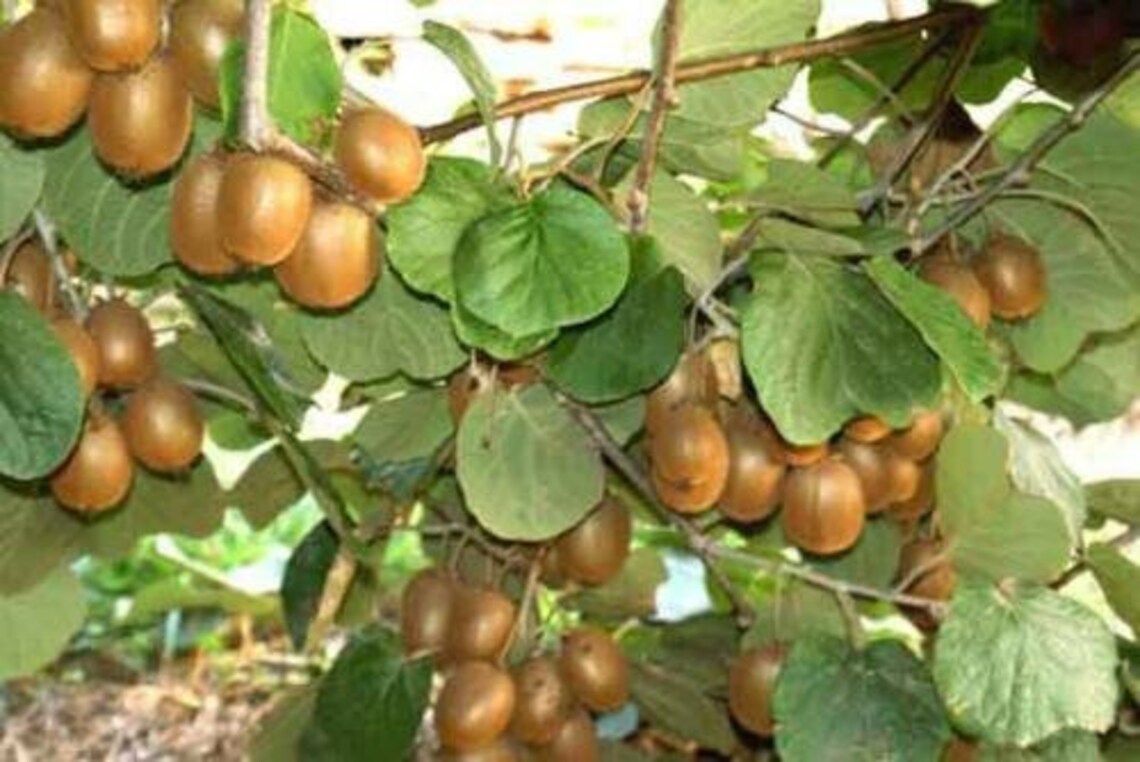 TOMURI Male Hardy Fuzzy Kiwi Fruit Plant Edible Fruit Etsy