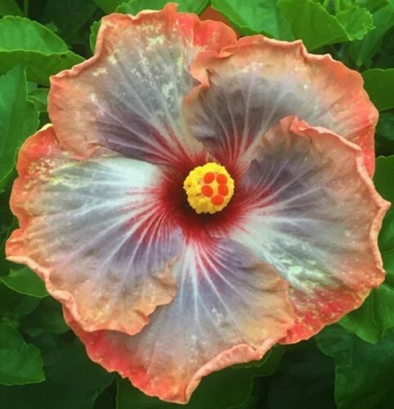 **PURPLE MAGIC** Rooted Tropical Hibiscus Plant**Ships In Pot**