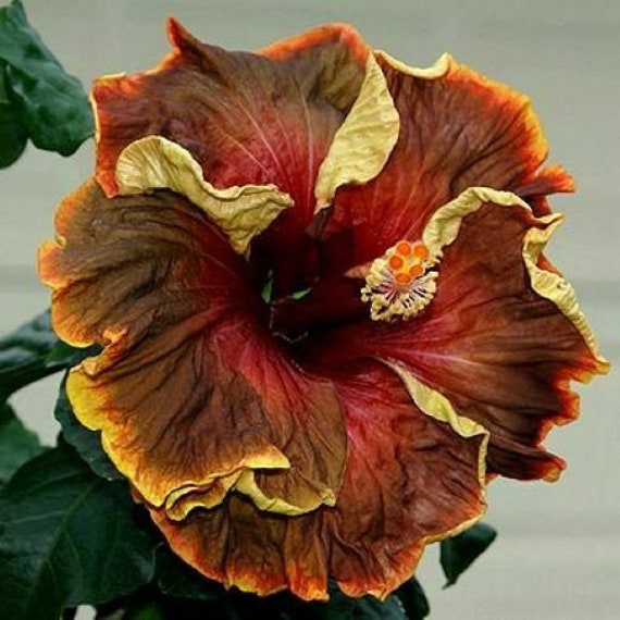 Voodoo Magic Hibiscus Plant Rooted Tropical Hibiscus Etsy