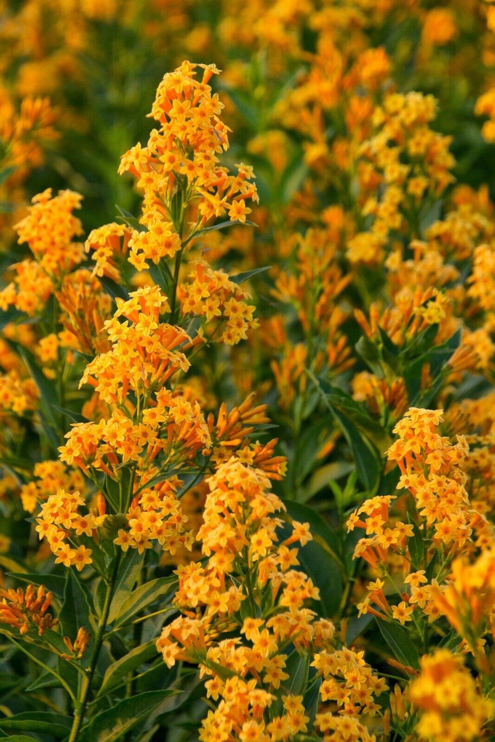 ORANGE ZEST Flowering Jasmine Plant Cestrum Aurantiacum Etsy