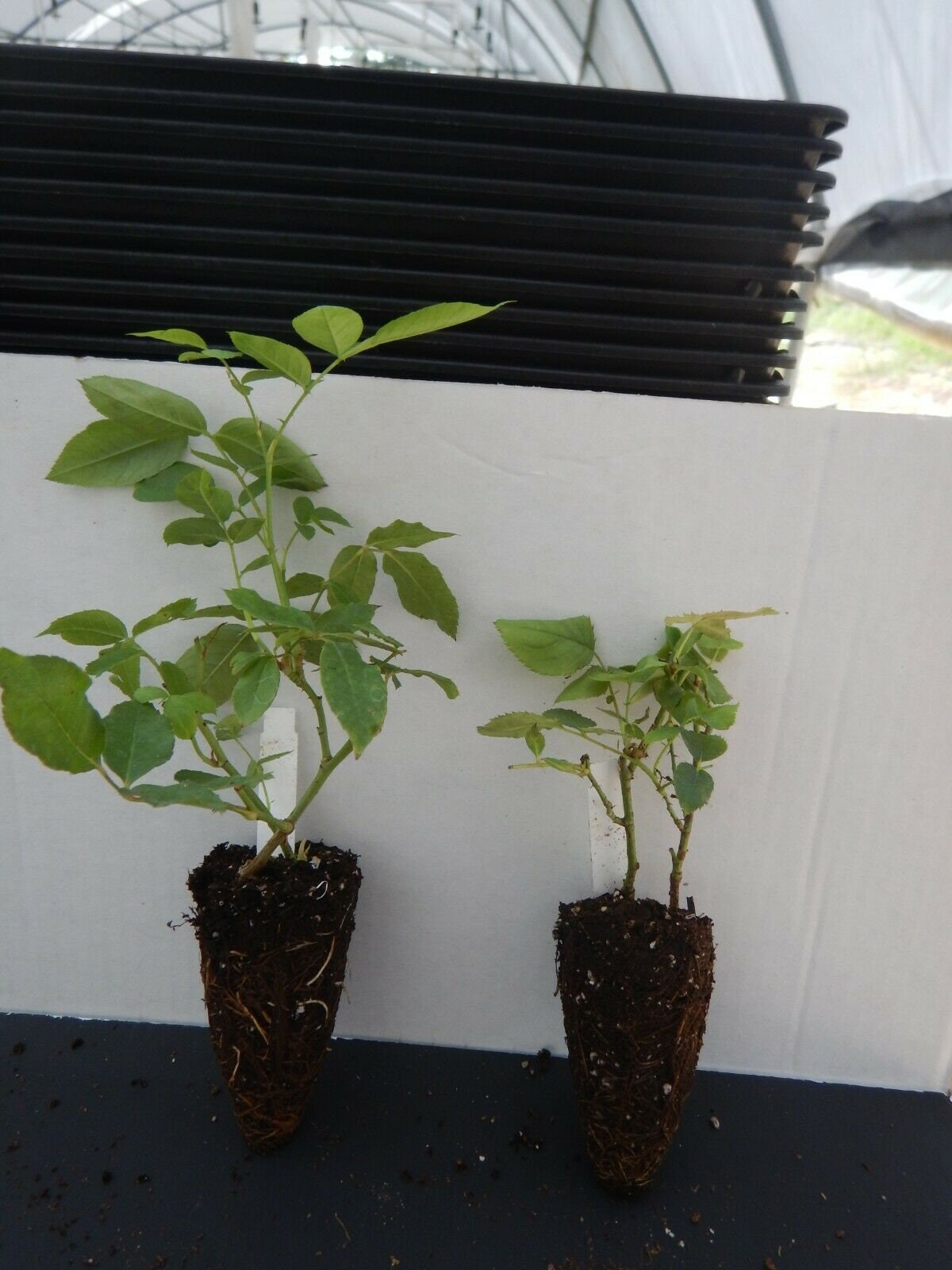 SUNBELT PLUM PERFECT Grandiflora Rose Bush Starter Etsy