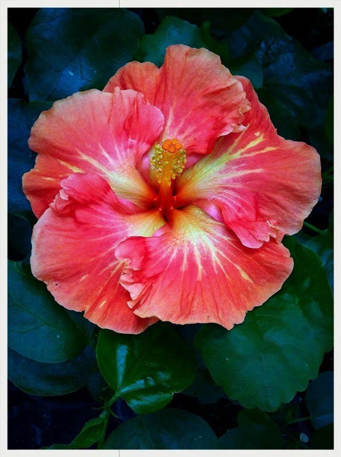 CAJUN PAPRIKA Hibiscus plant Rooted Tropical Hibiscus Etsy