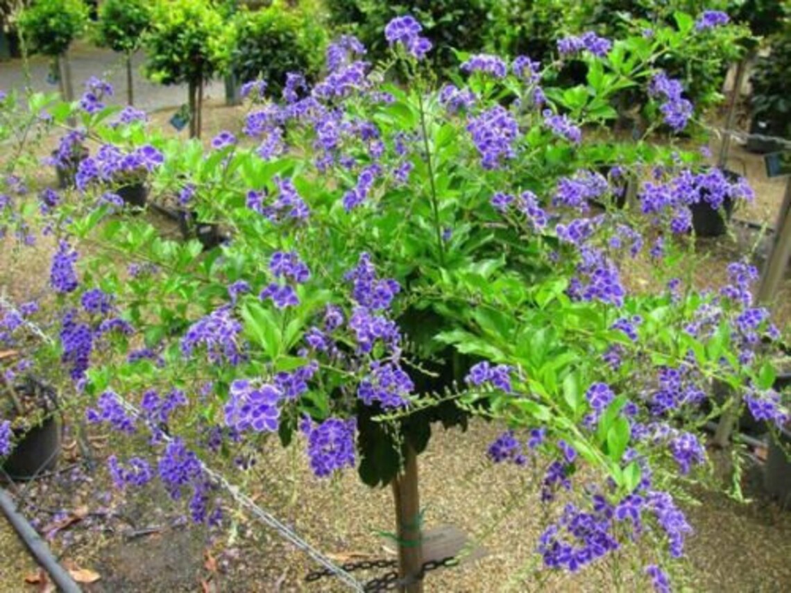 SAPPHIRE SHOWERS DURANTA Repens Aka Purple Ruffle Etsy