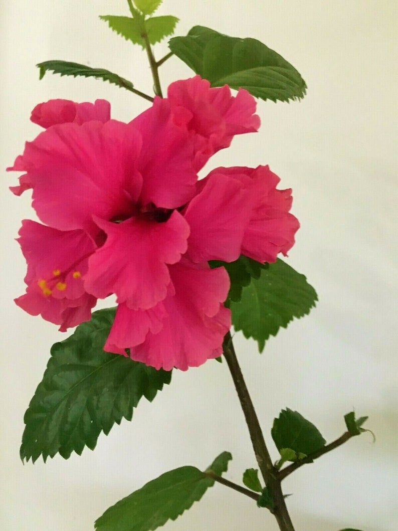 PRIDE of HANKINS PINK Hibiscus Plant Rooted Tropical Etsy