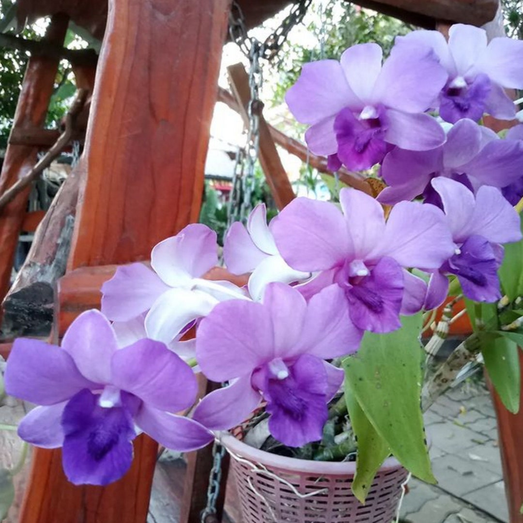 Dendrobium Blue Live Orchid Plant B1G150 Orchids Etsy