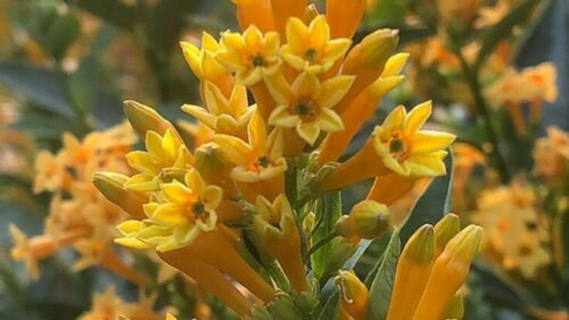 ORANGE ZESTFlowering Jasmine Plant Cestrum Aurantiacum Etsy