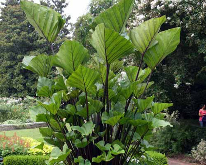 TEA CUP Elephant Ear Colocasia Esculenta Starter Plant Etsy
