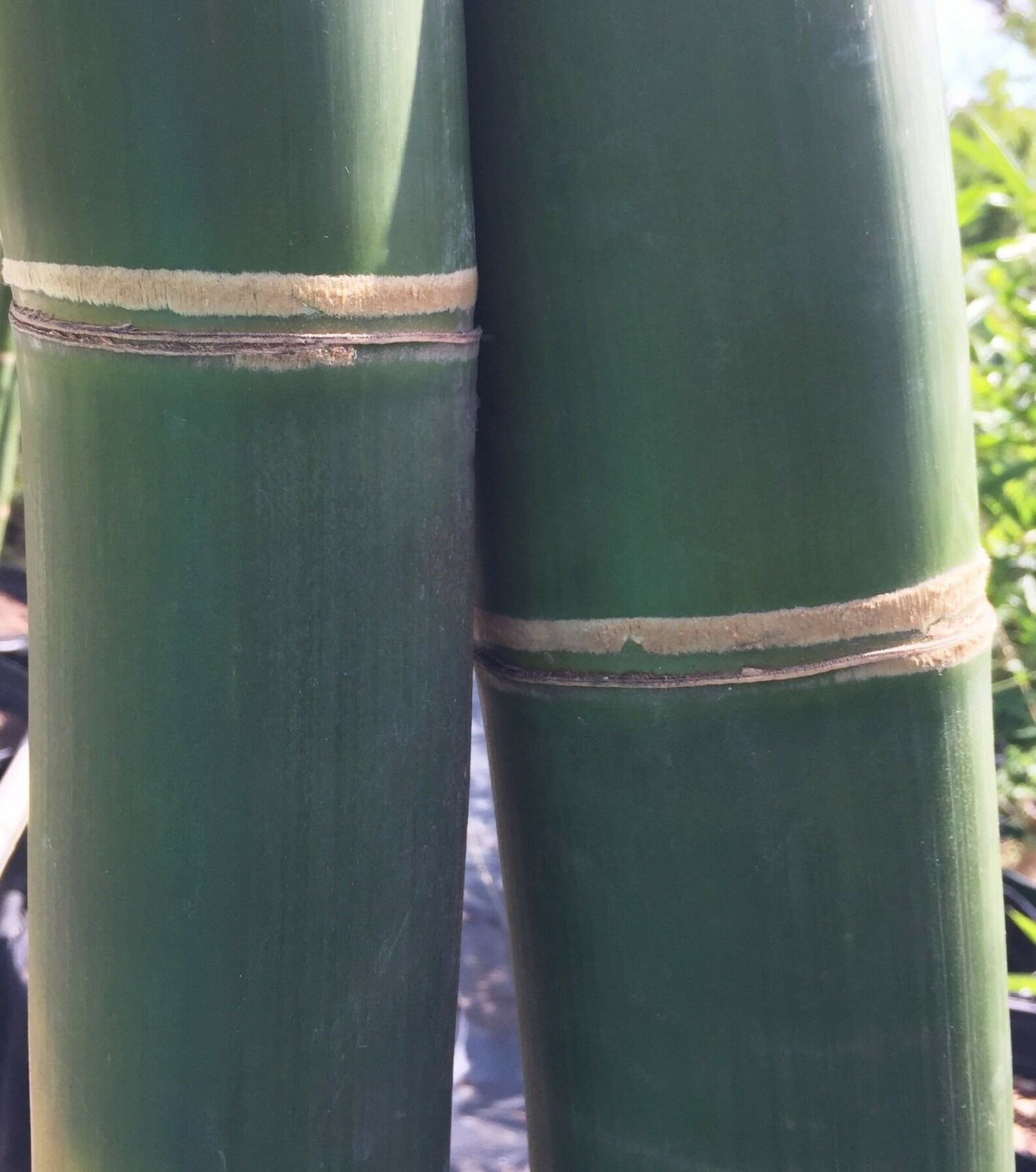 Bambusa oldhamii Giant Timber Bamboo 12 in Clumping Root Etsy