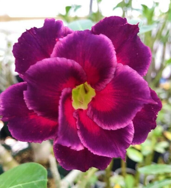 Gardening & Plants Home & Hobby BLACK BOARDER Desert Rose Plant Adenium ...