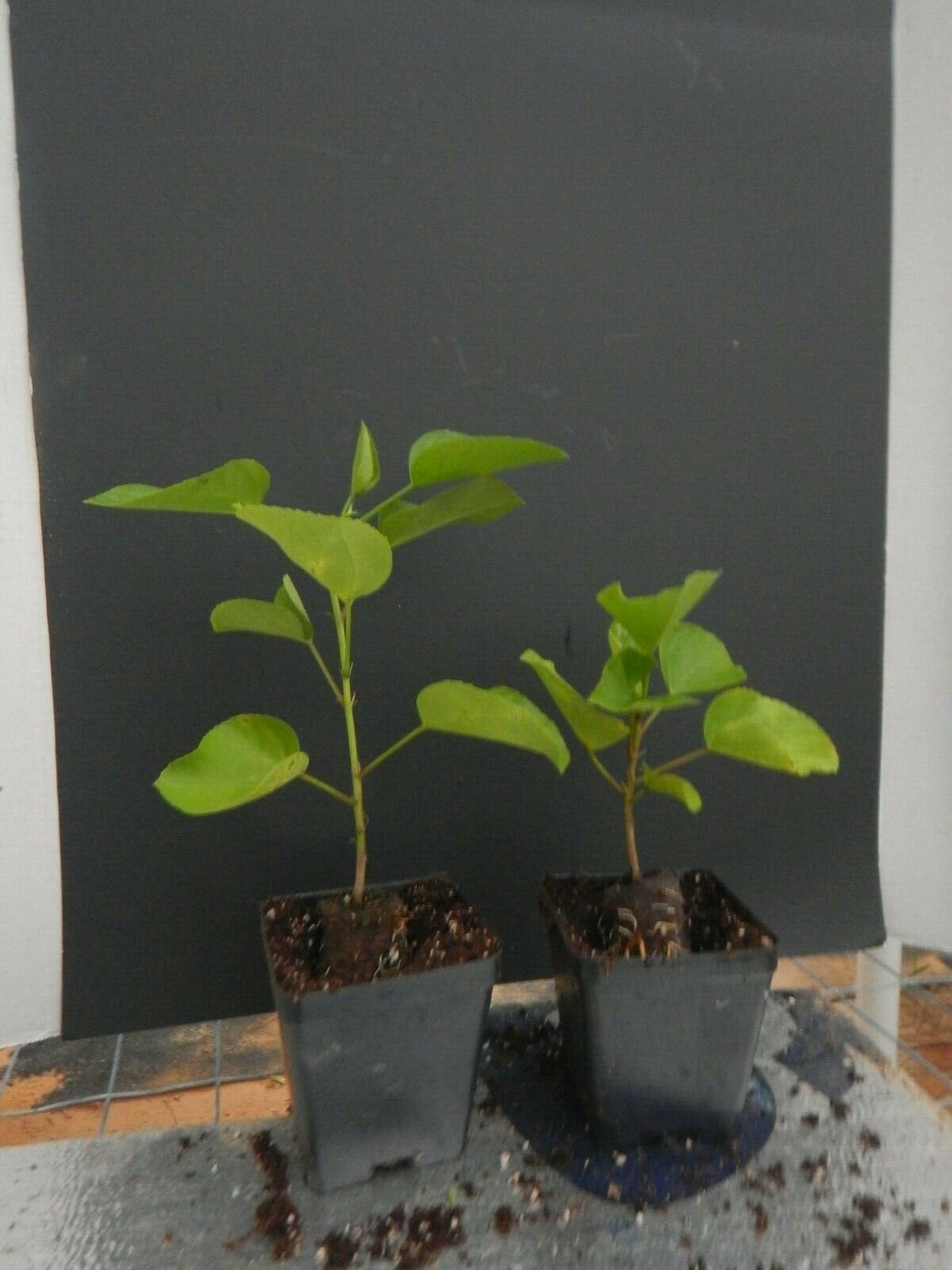 RUM RUNNER Hibiscus plant Rooted Tropical Hibiscus Etsy