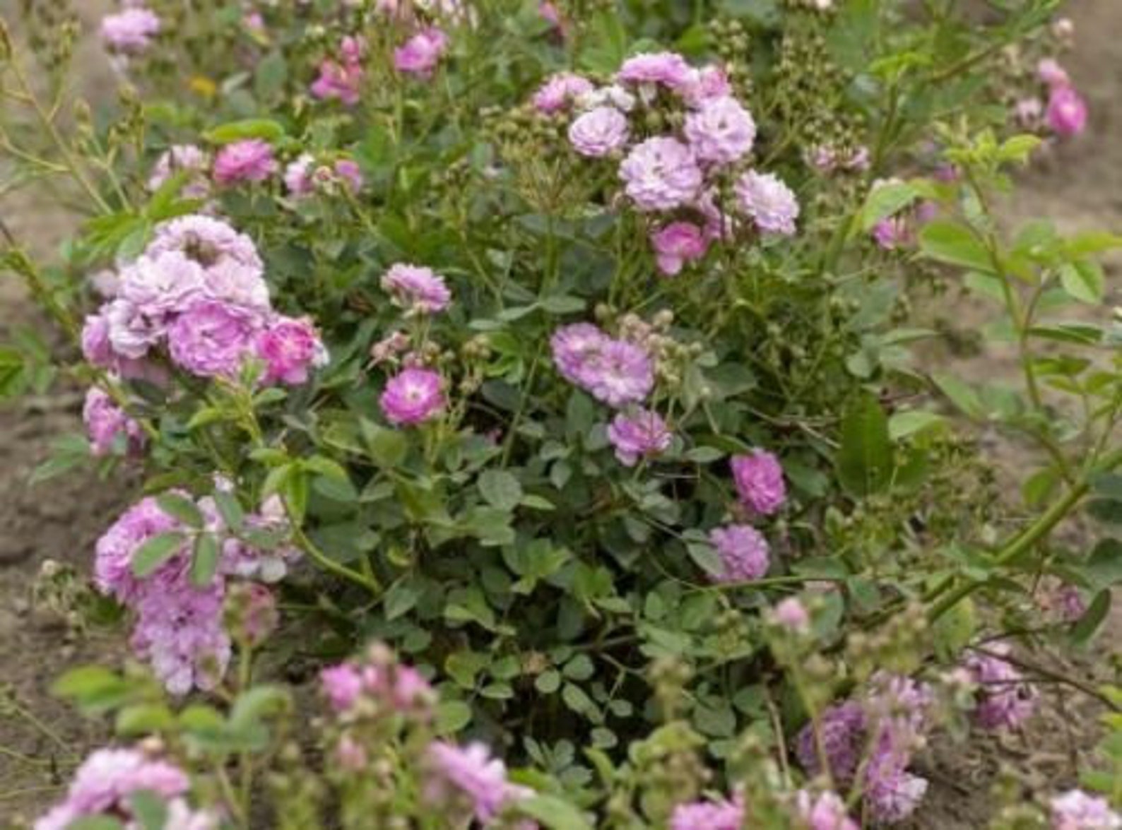 PRETTY POLLY LAVENDER Grandiflora Rose Bush Starter | Etsy