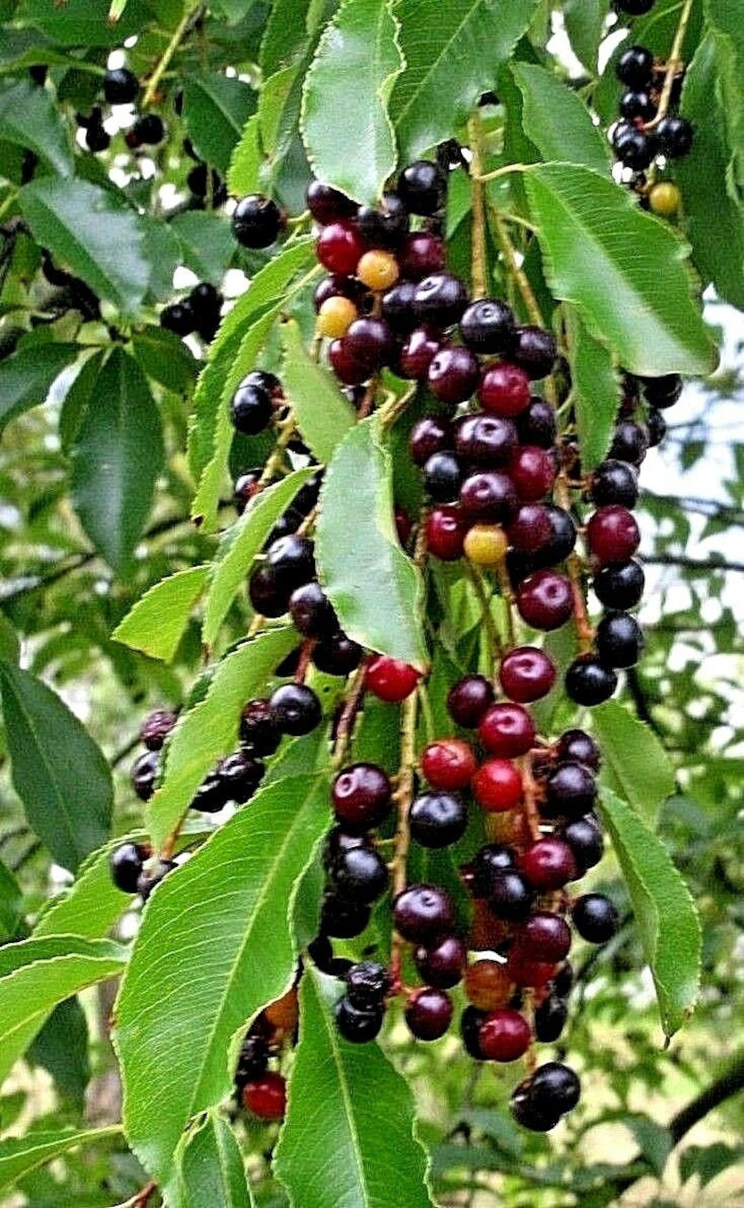 2 Live Plants Wild Black Cherry Trees Prunus Serotina Edible Etsy black-pearl-cherry-tree-fruit-plants-at-lowes