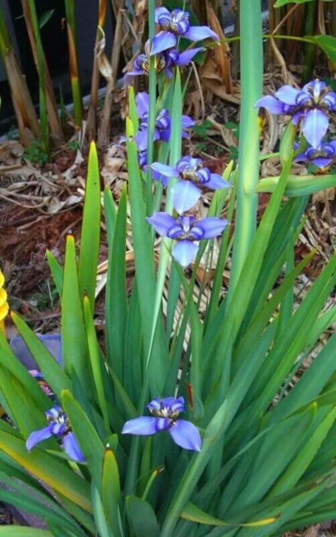 blue-walking-iris-plant-2-live-plants-with-roots-7-to-12-inches-tall-etsy