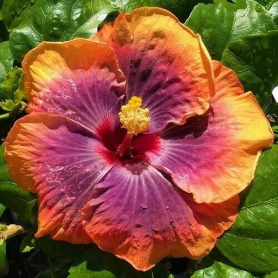 **BEAUTIFUL DESIRE** Rooted Tropical Hibiscus Plant**Ships In Pot** 