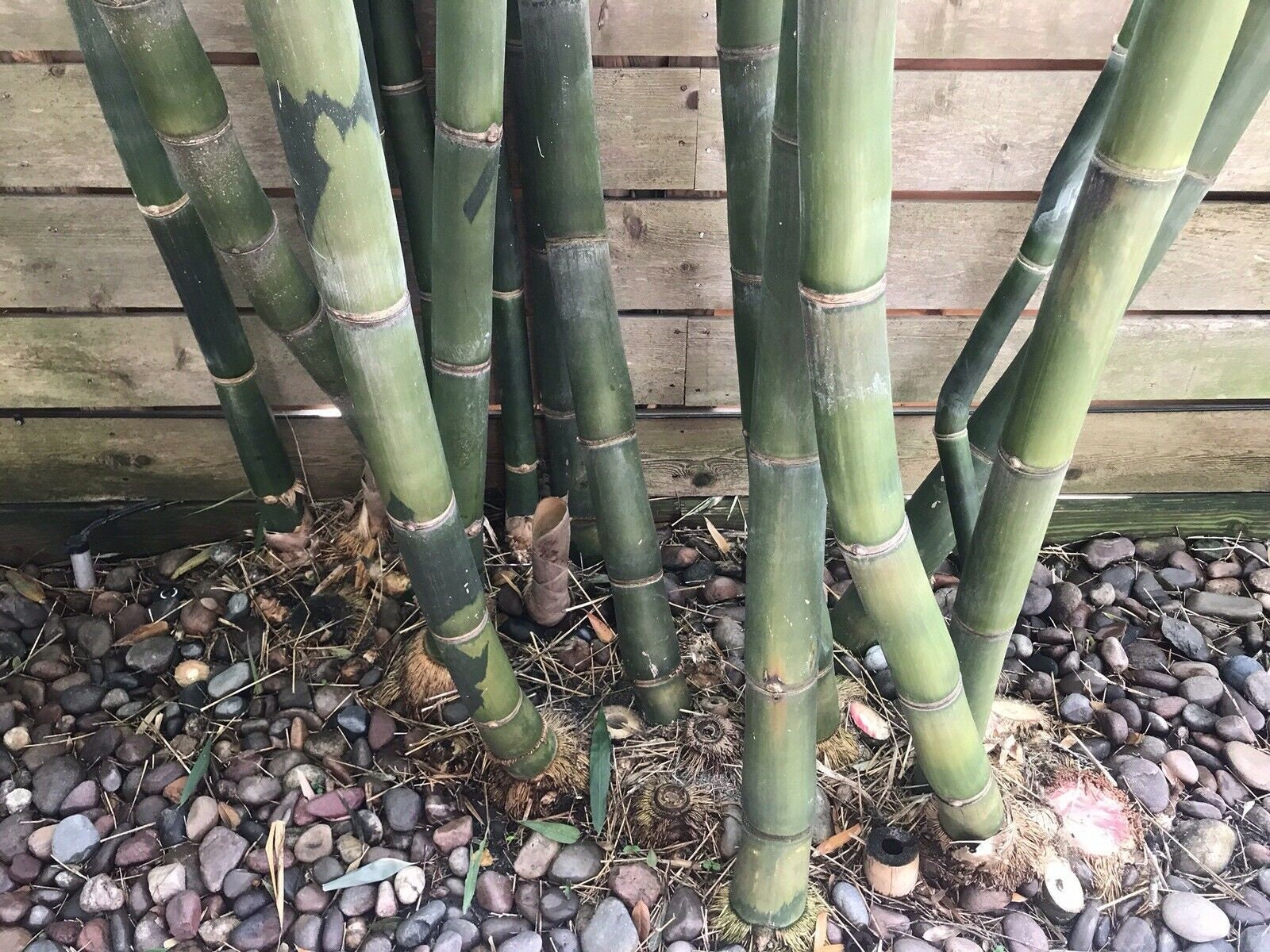 Bambusa Oldamii 10 OLDHAMS GIANT TIMBER BAMBOO SEEDS Bambusa Oldamii 10 OLDHAMS GIANT TIMBER BAMBOO SEEDS