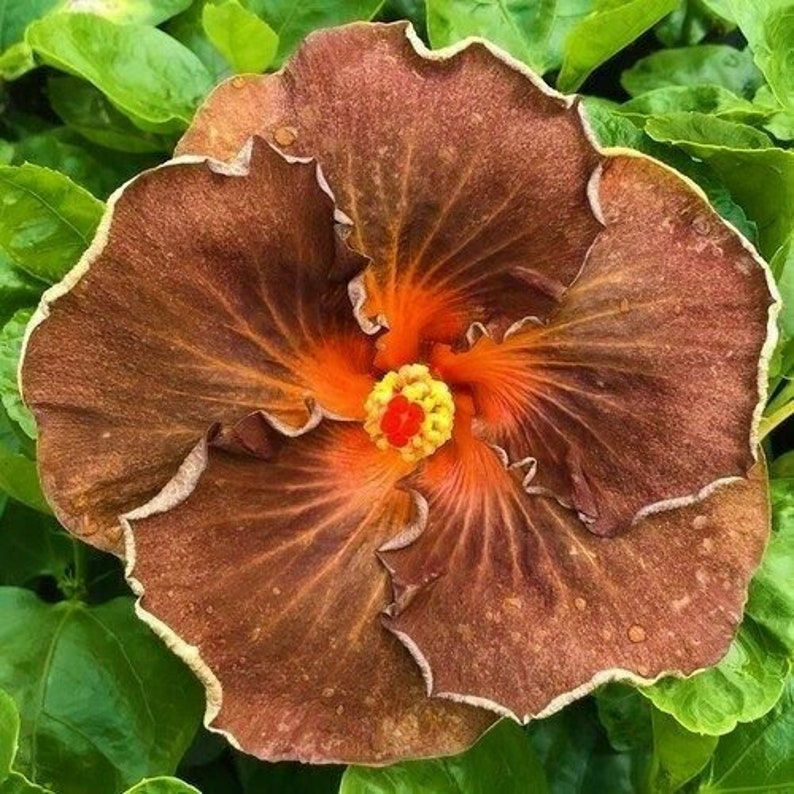 **BLACK DRAGON** Rooted Tropical Hibiscus Plant**Ships In Pot**