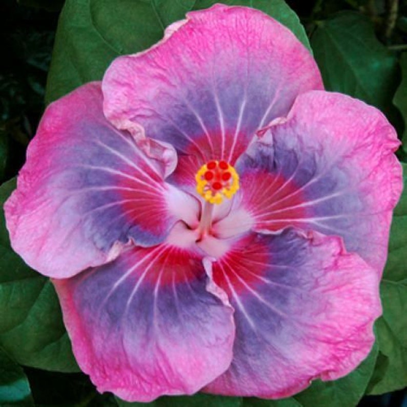 SWEET PERSUASION Hibiscus plant Rooted Tropical Hibiscus Etsy