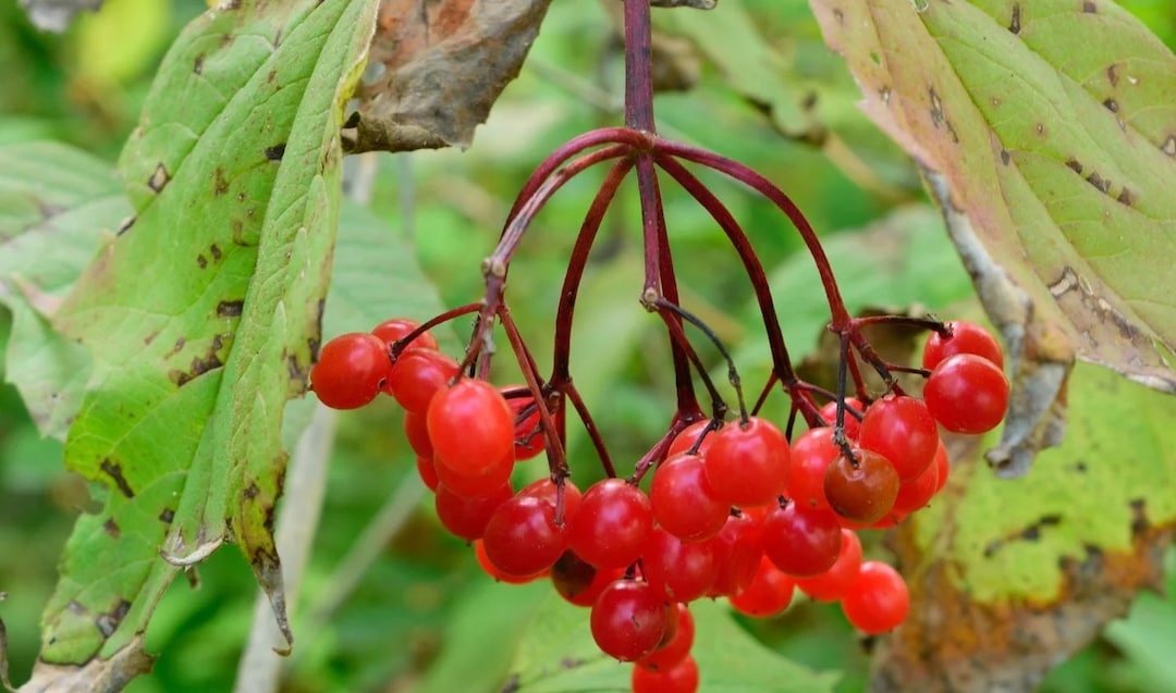American Highbush Cranberry Viburnum Edible Red Berries Small Fruit