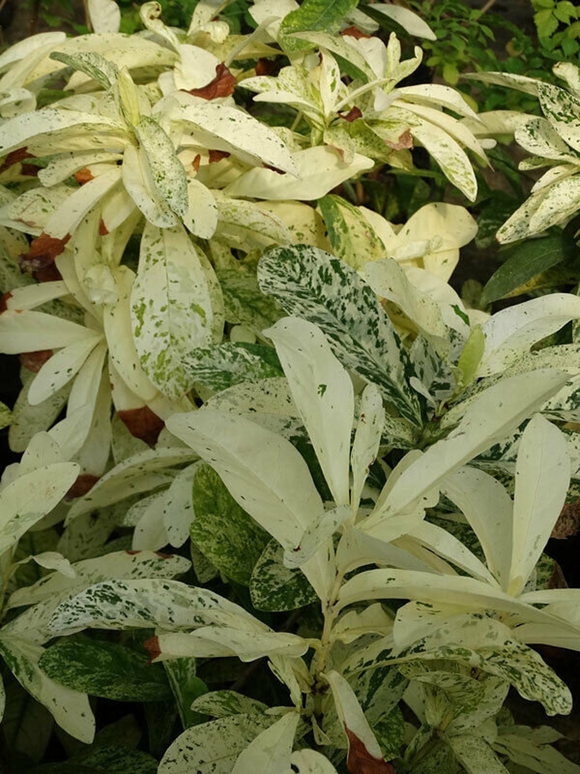 THAI SNOWIxora Tropical Plant White Splashed Variegated Etsy