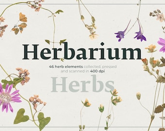 Dried Flowers PNG Set | Botanical Herbarium Clipart | Pressed Wildflowers PNG | Vintage Floral Transparent Graphics