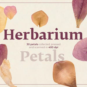 Herbier de pétales de fleurs