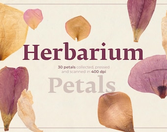 Pressed Flower Petals PNG | Herbarium Clipart | Dried Flower PNG Set | Botanical Floral Graphics | Transparent Flower Elements