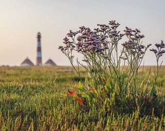 3 x postcard Westerhever “Halligflieder 2”