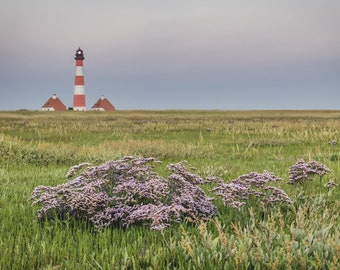 3 x postcard Westerhever "Halligflieder 1"