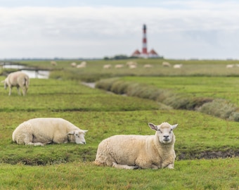 3 x postcard Westerhever “Sheep” (3 pieces)