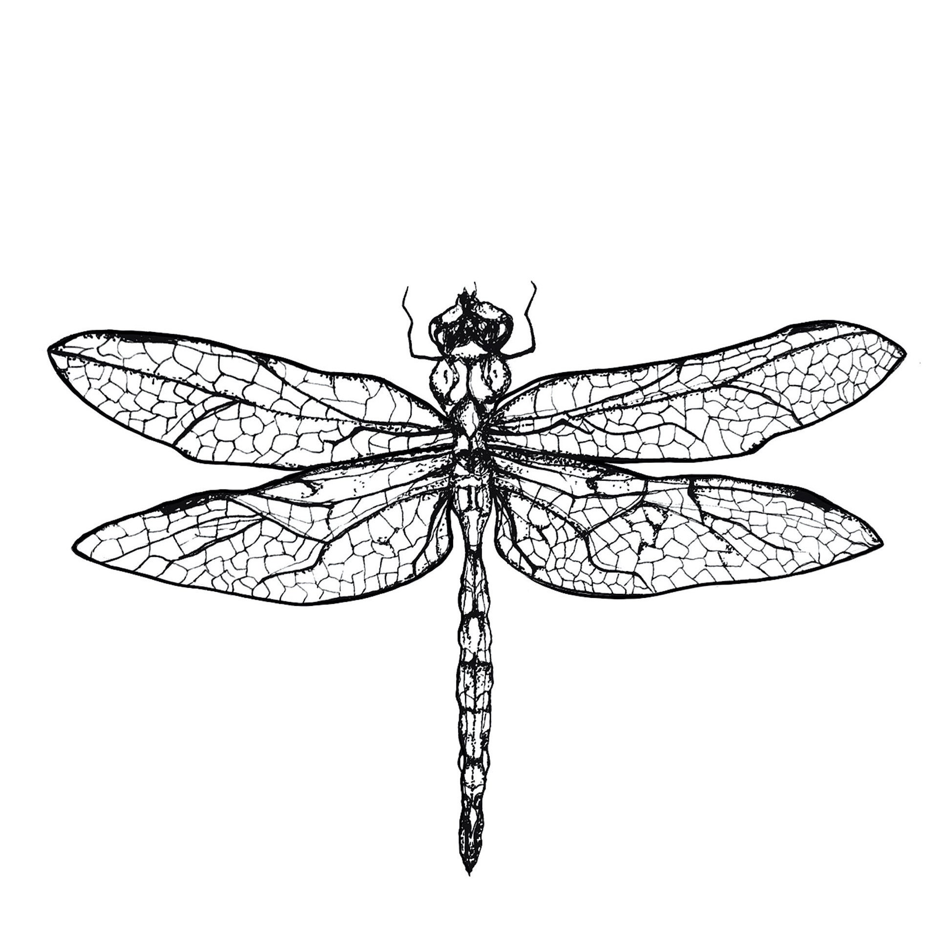 Digital File - Dragonfly Portrait Line Drawing to Trace Ink Art Traceable  For Artists Printable Download