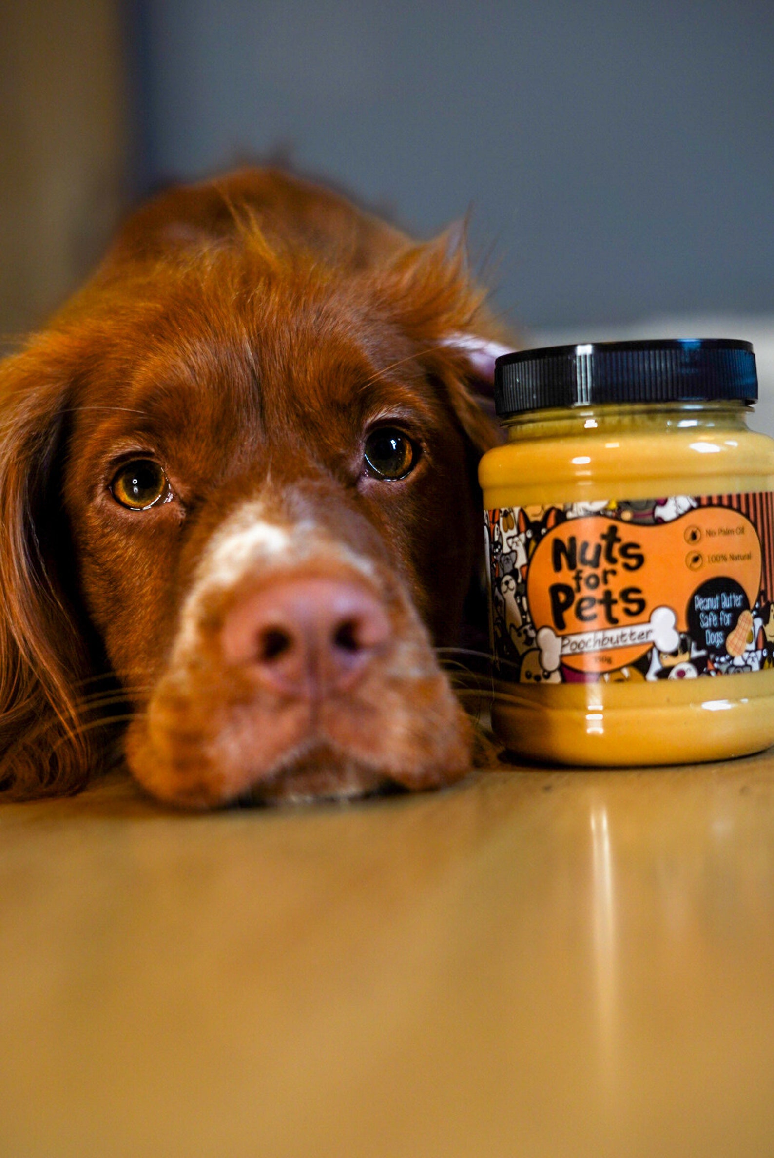 Poochbutter Peanut Butter Made for Dogs Palm Oil Xylitol Etsy