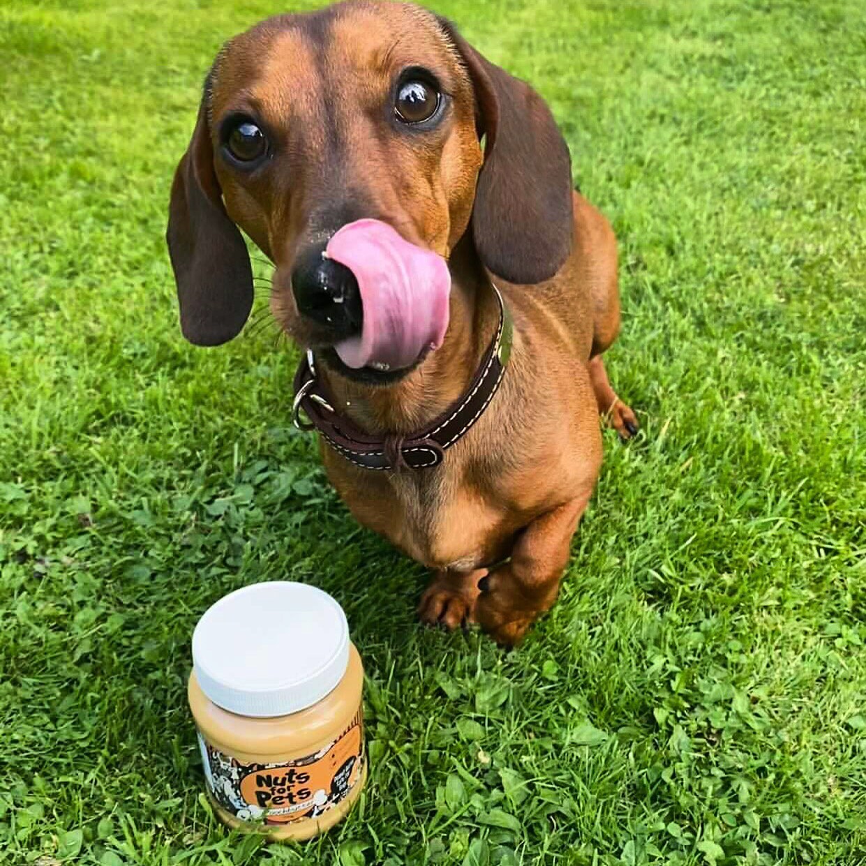 Poochbutter Peanut Butter Made for Dogs Palm Oil Xylitol Etsy