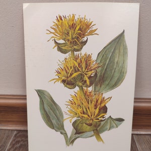 Plantas Medicinales Flores Original Mini Cartel 1987