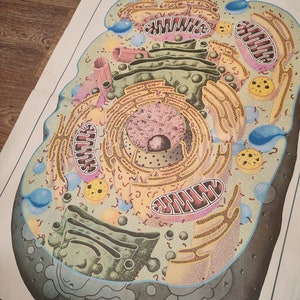 ANATOMICAL CELL POSTER original vintage decoración de pared educación retro gráfico