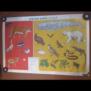Seltenes Tierplakat Russlands/Rotes Buch/sowjetisches Plakat, UNESCO, Der Mensch und die Biosphäre, Bildung