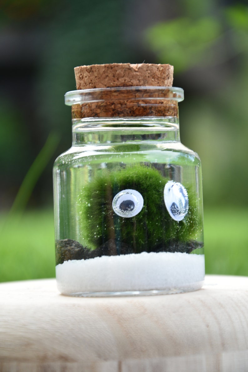 Moss Ball Pets Terrarium Kits | Marimo Ball Terrarium – Moss Ball Pets