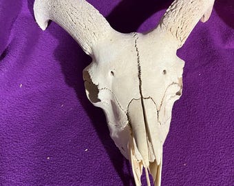 Real ram sheep skull C