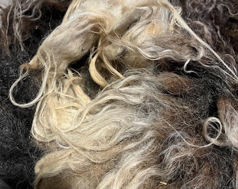 Raw brown/black/white spotted Shetland fleece (Billie)