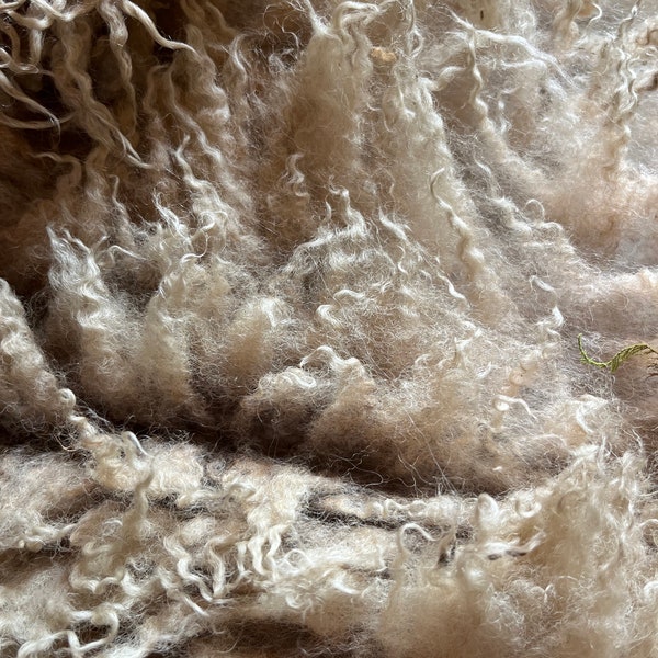 Raw Shetland wool, fawn/Off White (Brutus)