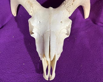 Real ram sheep skull A