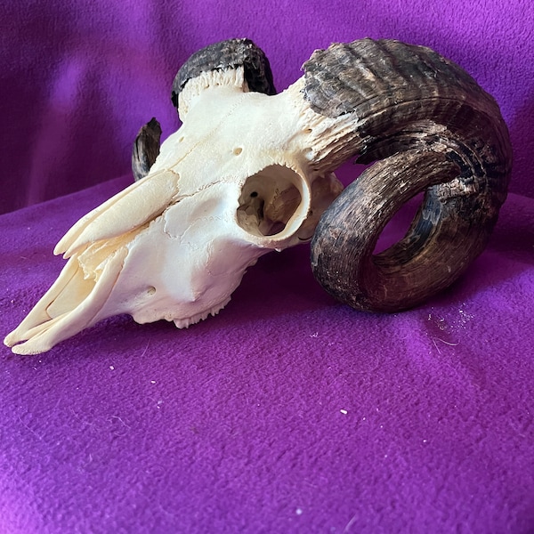 Real ram sheep skull D