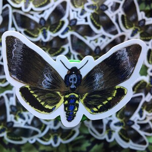 Death Head Hawk Moth Sticker