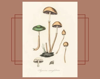 Vintage Mushroom Illustrations Neutral Colours | Mycology Art Print | Instant Download