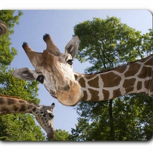 May include: A giraffe with a brown and white patterned coat looks directly at the camera with its head tilted back. The giraffe's neck is extended and its tongue is visible. The giraffe is standing in front of a green tree with a blue sky in the background.