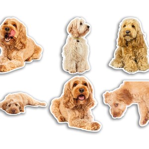 May include: Six photographs of various golden doodle dogs in different poses. Some dogs are sitting, some are lying down, and one is standing. All dogs have a light brown coat and fluffy fur.