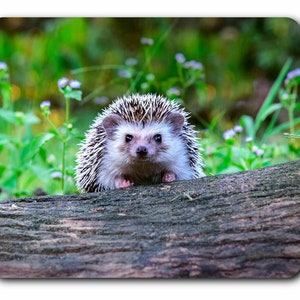 May include: A small hedgehog with brown and white spines is perched on a weathered log. The hedgehog is looking directly at the camera with its small black eyes. The background is a blurred image of green grass and purple flowers.
