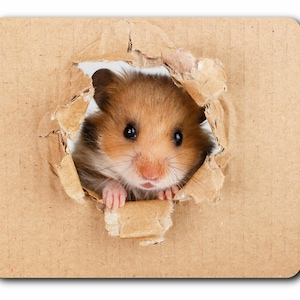 May include: A small, brown hamster with white fur on its chest peeks out of a hole in a brown cardboard box.