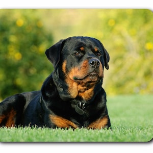 May include: A black and tan Rottweiler dog lying in green grass. The dog is looking to the right of the frame.